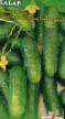 Cucumbers varieties Khabar Photo and characteristics