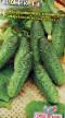 Cucumbers varieties Chizhik F1 Photo and characteristics