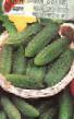 Cucumbers varieties Nachalnik Chukotki F1 Photo and characteristics