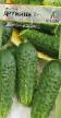 Cucumbers varieties Druzhina F1 Photo and characteristics