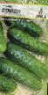 Cucumbers varieties Ehtalon Photo and characteristics