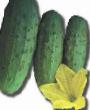 Cucumbers varieties Premio F1 Photo and characteristics