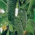 Cucumbers varieties Temp F1 Photo and characteristics
