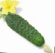 Cucumbers varieties Afina F1 Photo and characteristics