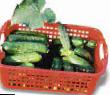 Cucumbers varieties Gektor F1 Photo and characteristics