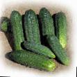 Cucumbers varieties Dolomit F1 Photo and characteristics