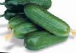 Cucumbers varieties Orzu F1 Photo and characteristics