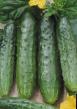 Cucumbers  Karambol F1 grade Photo