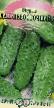 Cucumbers  Dalnevostochnyjj-27 grade Photo