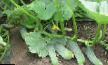 Cucumbers  Puchini F1 grade Photo
