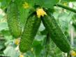 Cucumbers varieties Ehkselsior F1 Photo and characteristics