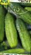 Cucumbers varieties Tvigi F1 Photo and characteristics