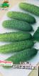Cucumbers varieties Kupecheskijj F1  Photo and characteristics
