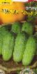 Cucumbers  Zolotaya teshha F1 grade Photo