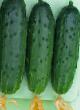 Cucumbers  Karusel F1 grade Photo