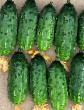 Cucumbers  Balagan F1 grade Photo