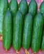 Cucumbers varieties Bukhara F1 Photo and characteristics