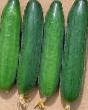 Cucumbers varieties Tamerlan F1 Photo and characteristics