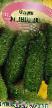 Pepinos variedades Libelle F1 Foto y características