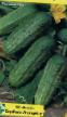 Cucumbers varieties Borus F1 Photo and characteristics