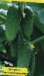 Cucumbers varieties Vzglyad F1 Photo and characteristics