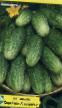 Cucumbers varieties Kontakt F1 Photo and characteristics