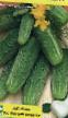 Cucumbers varieties Polan F1 Photo and characteristics