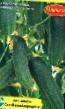des concombres les espèces Shhelkunchik F1 Photo et les caractéristiques