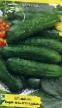 Cucumbers varieties Verasen Photo and characteristics