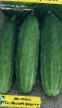 Cucumbers varieties Delikates Photo and characteristics