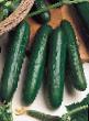 Cucumbers  Tornadona F1 grade Photo