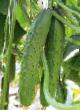 Cucumbers varieties Asker F1 Photo and characteristics