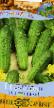 Cucumbers varieties Odessit F1  Photo and characteristics