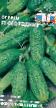 Cucumbers varieties Ogorodnik F1 Photo and characteristics
