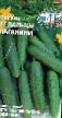 Cucumbers varieties Palcy Paganini F1  Photo and characteristics