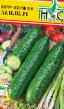 Cucumbers varieties Khejjli f1 Photo and characteristics