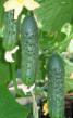 Cucumbers varieties Apollon Photo and characteristics