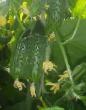 des concombres les espèces Arlekino f1 Photo et les caractéristiques