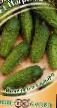 Cucumbers varieties Pogrebok  F1 Photo and characteristics