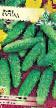 Краставици сортове Каскад  снимка и характеристики