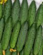 Cucumbers  Severnoe siyanie F1 grade Photo