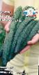Cucumbers varieties Zmejj Iskusitel F1 Photo and characteristics
