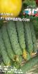 Cucumbers varieties Mendelson F1 Photo and characteristics