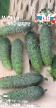 Cucumbers varieties Mocart F1 Photo and characteristics