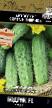 Cucumbers varieties Bodrik F 1 Photo and characteristics