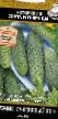 Cucumbers varieties Chubchik kucheryavyjj F1 Photo and characteristics