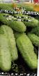 Cucumbers varieties Pikkolo Byanka Photo and characteristics