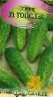 Cucumbers varieties Topolek F1 Photo and characteristics