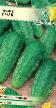 Краставици сортове Смак снимка и характеристики