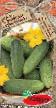 Cucumbers varieties Khrustyashhijj kornishon F1 Photo and characteristics